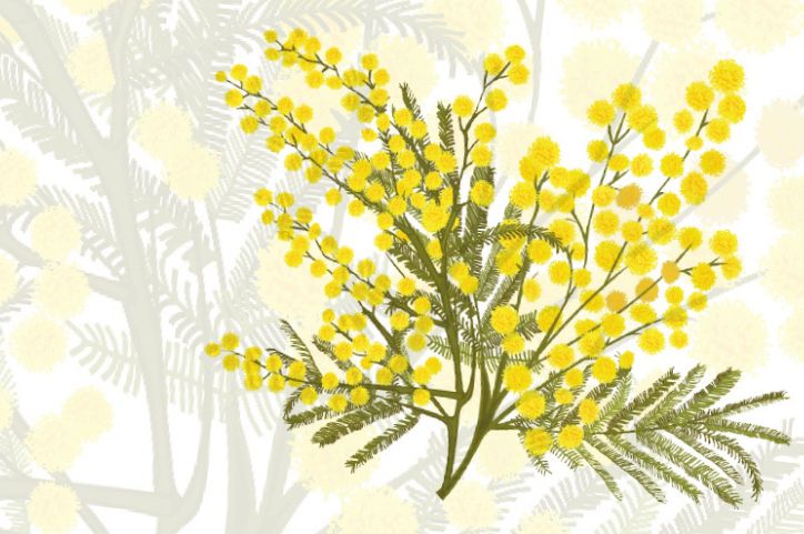 Yellow wattle flower
