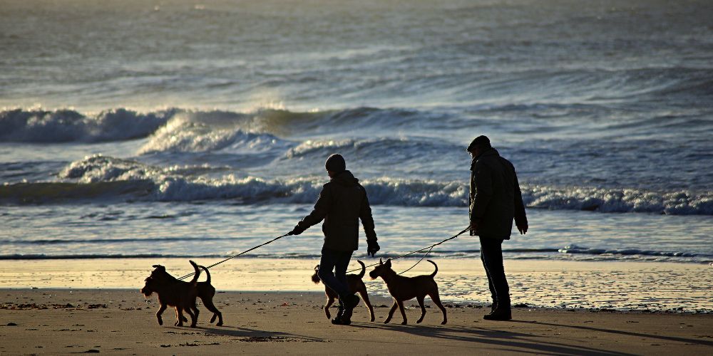 Two men walking dogs on the beach
