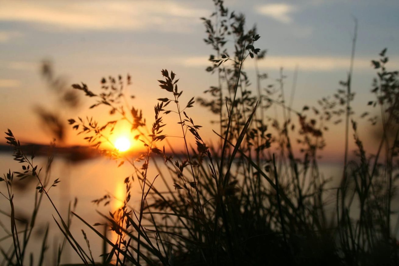 Soft focus shot of the sunset through the reeds by a body of water